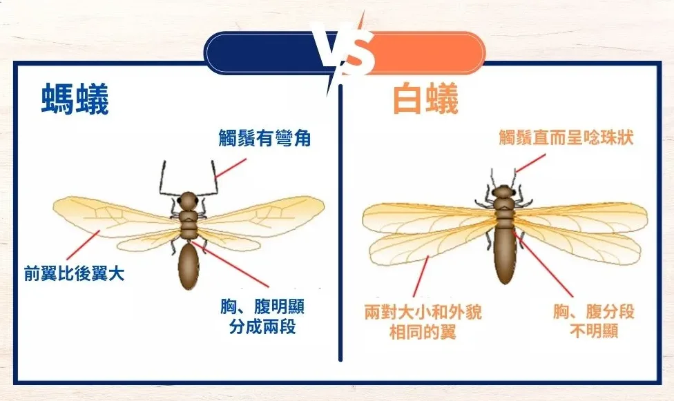 Termite VS Ant