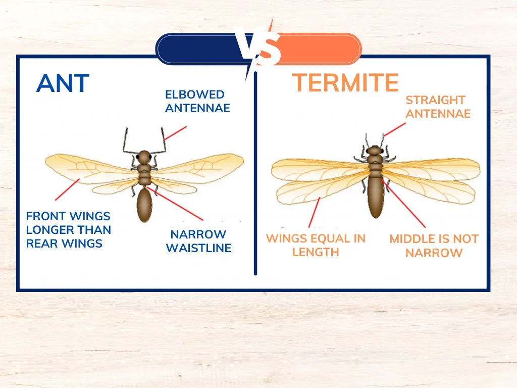 Termite VS Ant